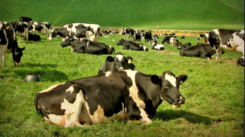vacas en el campo, una de ellas acostada primer plano cuerpo entero