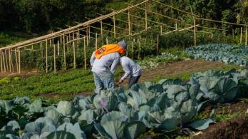 Colombia avanza en sustitución de cultivos de coca sin glifosato: 6.386 hectáreas erradicadas