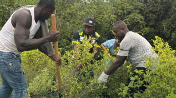Cultivos de coca empezaron curva descendente Colombia