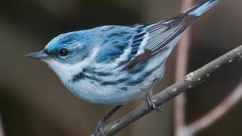 Aves migratorias en Colombia: conoce los viajes que conectan dos continentes