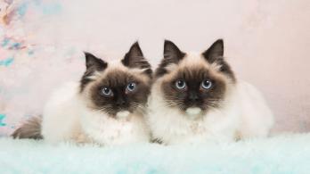 ¿Qué hacer con tu gato durante un sismo? Recomendaciones para protegerlo 