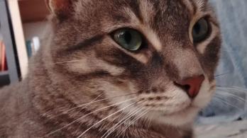 Gatos y sismos: qué hacer durante y después de un terremoto.