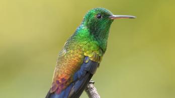 Cuatro nuevas especies de aves se suman al registro de biodiversidad de Colombia