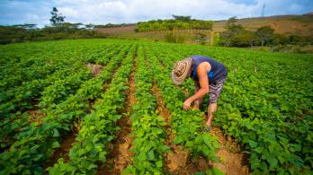 Emergencia económica por El Niño: alistan congelamiento de deudas por $55 billones para el agro