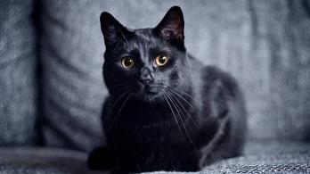 Fotografía de un gato negro en el hogar, con motivo del Día del gato negro en Colombia y las medidas de protección animal.