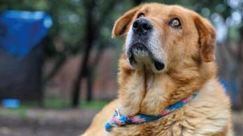 Corte prohíbe sacrificar animales por vejez extrema. Foto: Alcaldía de Bogotá.