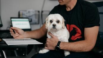 ¿Puede llevar a su perro o gato al trabajo? Estas son las reglas que Colombia está por definir