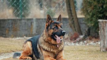 ¿Cada-cuanto-debemos-llevar-a-nuestro-perro-al-veterinario.jpg