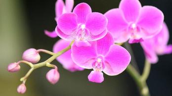 ¿Que-plantas-exoticas-se-encuentran-en-la-region-amazonica.jpg