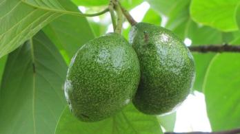 Aguacate.-Foto_-Colprensa..jpg