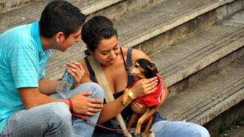 Avanzo-proyecto-ley-de-esterilizacion-gratuita-para-gatos-y-perros.jpg