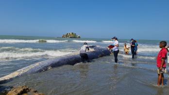 Ballena-en-San-Bernardo-del-Viento-Foto-Colprensa.jpeg