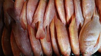 Barranquilla_-activan-operativos-para-controlar-los-precios-de-pescados-y-mariscos.jpg