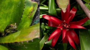 Bromelias-en-el-Jardin-Botanico-de-Bogota.-Foto_-Cortesia.jpg