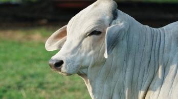 Colombia-exportara-carne-bovina-a-Argelia.jpg