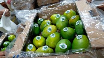 Colombia-hace-primer-envio-de-mango-de-azucar-a-Estados-Unidos-por-via-maritima.jpg
