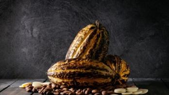 Colombia-pais-pionero-en-liderar-iniciativa-de-cacao-libre-de-deforestacion.jpg