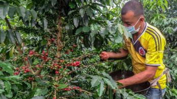 Colombia_cafe_Exportaciones.jpg
