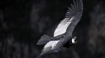 Condor_colombia_panorama.jpg