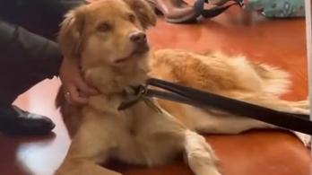 Cora-Lun-mascota-Filarmonica.jpg