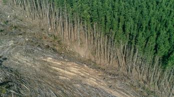 Deforestacion-Colombia-Reporte.jpg