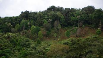 Deforestacion-Minambiente-Colombia.jpg