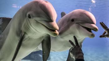 Dos-delfines-rosados-en-peligro-de-extincion-fueron-rescatados-cerca-del-rio-Meta.jpg
