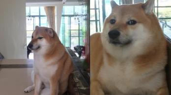 Fallecio-a-los-12-anos-Cheems-el-famoso-perro-meme.jpg