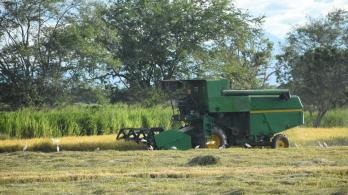 Ibague-Arroz-tradicion.jpg