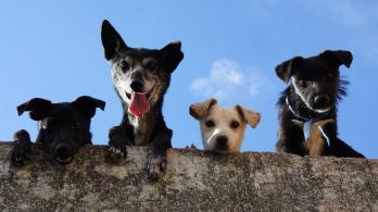 Identificacion-confiable-y-segura-para-animales-de-compania.jpg