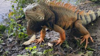 Iguanas-Historias-Barranca.jpg