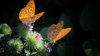 Mariposas-Colombia-Especies.jpg