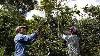 Mas-de-150-recolectores-de-cafe-se-beneficiaran-con-programas-laborales.jpg