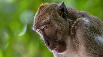 Monos-accidente-estados-unidos.jpg
