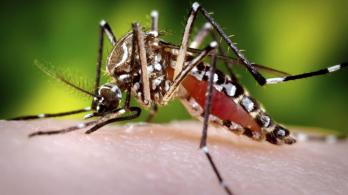 Mosquito-trasmisor-dengue-Colprensa.jpg