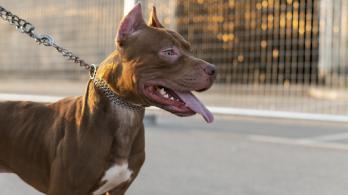 Nino-atacado-por-jauria-de-perros-en-Bucaramanga.-Foto_-Freepik.jpg