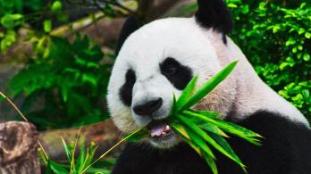 Oso-Panda-China.jpg