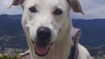 Perrita-Kira-e1709653220687.jpg