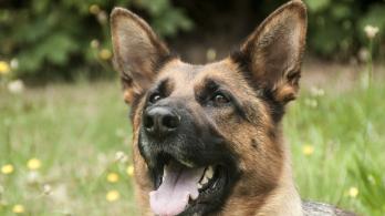 Perro-Policia-Cocaina.jpg