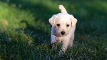 Perro-mascota-foto-Pixabay.jpg