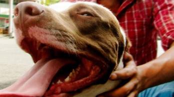 Perros-pitbull-Procuraduria-exige-mas-control-ante-aumento-de-ataques-a-ninos.jpg