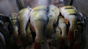 Pescado-semana-santa-foto-Colprensa.jpg