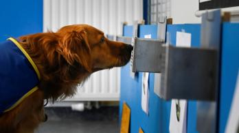 Pokaa-Perro-Covid.jpg