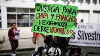 Por-la-muerte-de-los-dos-chimpances-en-Pereira-MinAmbiente-ordeno-visita-a-zoologicos.jpg