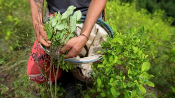 Propuesta-de-Petro-para-que-campesinos-dejen-de-cultivar-coca.jpg