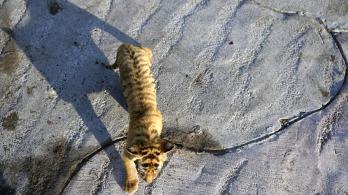 TigreHaciendaNapoles.jpg