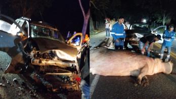 Vehiculo-colisiono-con-hipopotamo-en-autopista-Medellin-Bogota_-dejo-dos-heridos-1.jpg
