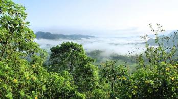 WWF-propone-plan-para-preservar-el-80-de-la-Amazonia.jpg