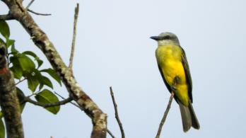 avistamiento-de-aves.jpg