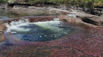 cano-cristales-colp.jpg